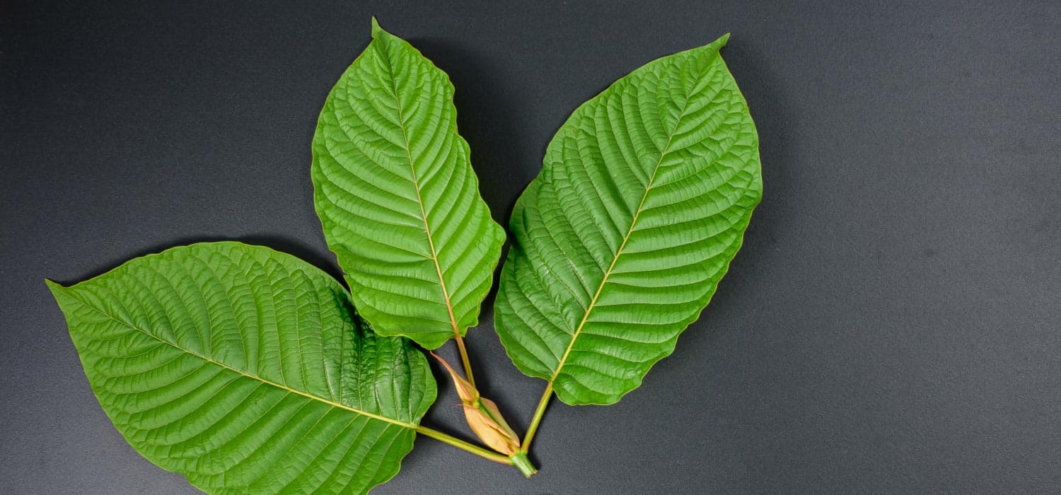 Fresh Kratom Leaf Tea Thailand – From Farm to Your Cup