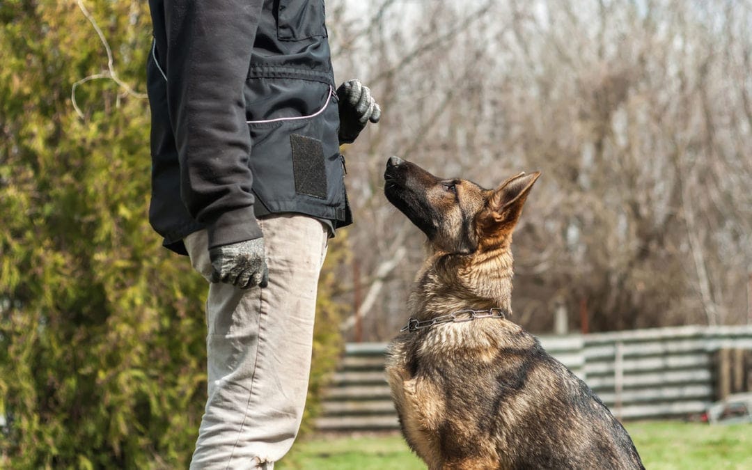 Animal Trainer Education and Real-World Skill Building
