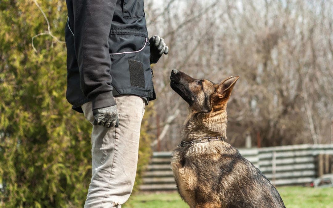 Animal Trainer Education and Real-World Skill Building